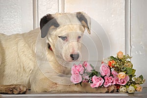 White black spots puppy with a bouquet of roses